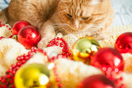 红球姜一只又肥又懒的姜猫躺在一条黄毛毯上 上面有新年的玩具 金球和红球 圣诞节 展示背景