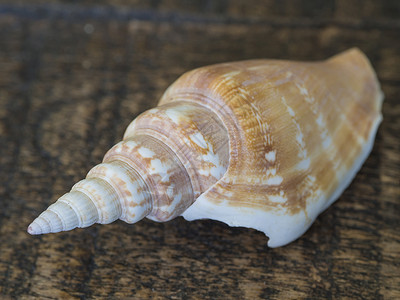 白灼海螺棕色木制桌子上的白橙海蜗牛壳背景