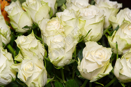 Rosaprima 绿茶玫瑰花 浅绿色玫瑰花束 带有淡绿色特写的白玫瑰背景图片