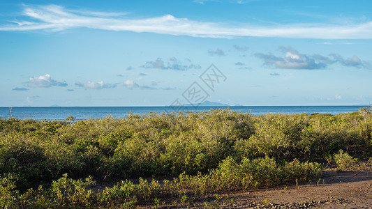 适应性强海洋的红树林植被背景