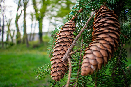 松树分支挂在松树枝上 清爽 叶子 绿色植物 圣诞节背景图片