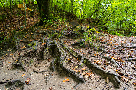 托根堡森林漫步高清图片