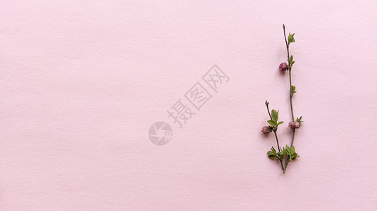 带叶子和浆果的简约树枝 浅粉色背景 质地柔和 简单的平面布局与复制空间 花卉概念 图片背景图片