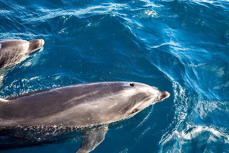 新西兰多尔芬群岛海豚湾高清图片