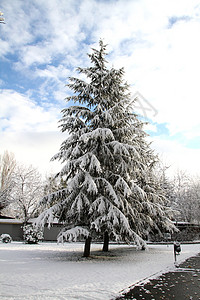 冬季暴雪之后的树木 云 雪花 森林 假期 天空 蓝色的图片