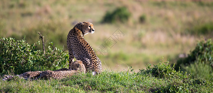 在肯尼亚大草原有两名孩子的印度豹母亲 动物高清图片