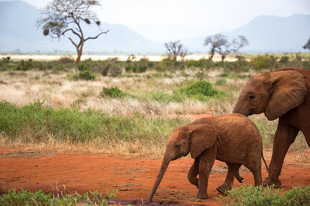 红象家族在穿过热带草原的旅途中 国家的 肯尼亚 察沃国家公园背景图片
