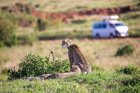 在肯尼亚大草原有两名孩子的印度豹母亲 自然高清图片