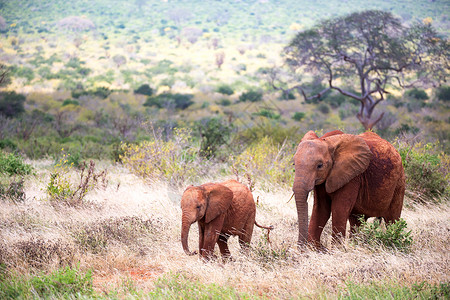 红象家族在穿过热带草原的旅途中 公园 荒野 家庭背景图片