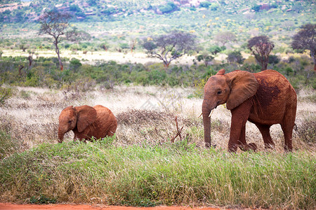 红象家族在穿过热带草原的旅途中 察沃国家公园 危险的 国家的背景图片