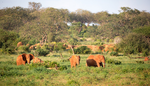 在经过肯尼亚的途中 一大批红象组成的大家族 东察沃 家庭背景图片