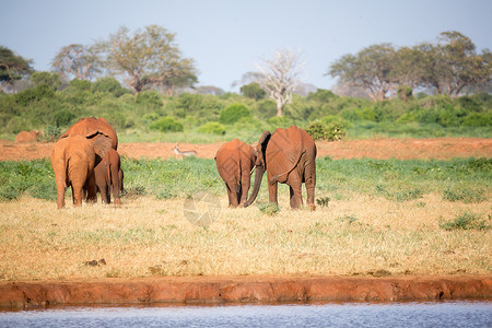 在经过肯尼亚的途中 一大批红象组成的大家族 团体 树背景图片