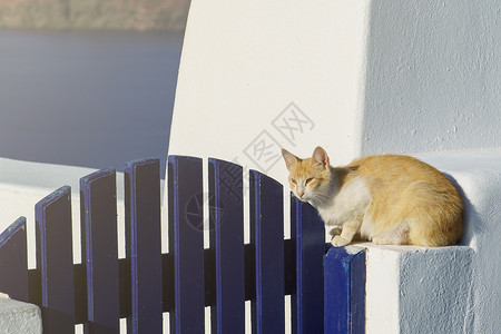 海虎翅美丽的猫咪坐在台阶上 白色和蓝色建筑在 圣托里尼背景