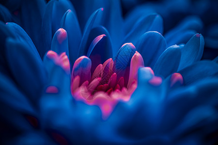 盛开的蓝花菊花花瓣 抽象花花花艺术b 植物学高清图片