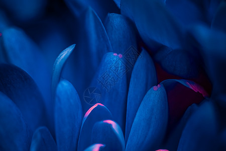 盛开的蓝花菊花花瓣 抽象花花花艺术b 花的背景图片