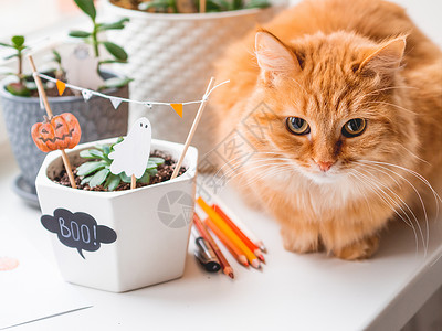 手绘花盆可爱的姜猫和花盆 配有Ha手工制作的装饰品 鬼 动物背景