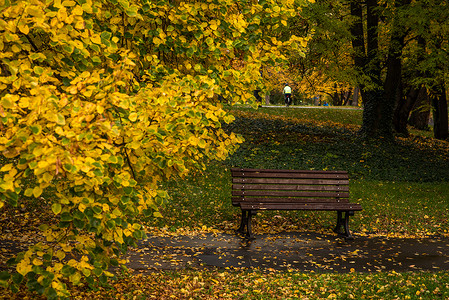 在一个公园的空木板凳上 周围有黄色叶子高清图片