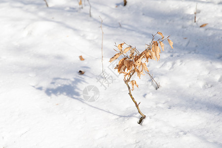 雪地上的小树小树 雪地上有黄叶背景