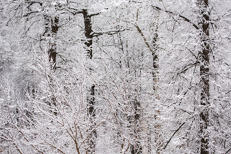 白底素材森林冬季雪雪森林墙平面白底背景