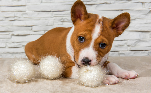 带白球或雪球的有趣的巴本吉小狗 卡片 滚雪球背景图片