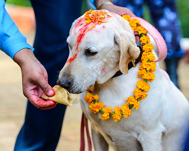 尼泊尔加德满都的Kukur Tihar狗节高清图片