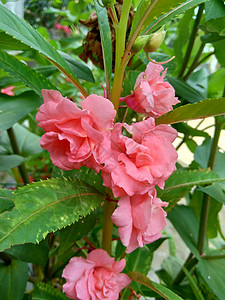 玫瑰香脂花瓣粉红色的花高清图片