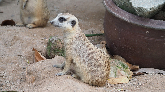 Meerkat在寻找什么 自然环境中的野生掠食动物 沙漠 野生动物背景图片
