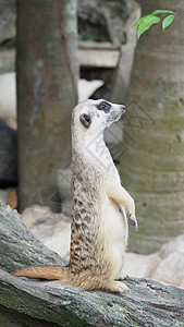 Meerkat在寻找什么 自然环境中的野生掠食动物 生态 岩石背景图片