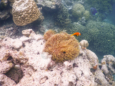 海葵 热带鱼 屏幕 背景效果 海上生活 海底 海洋生物 阳光 图片资源背景图片