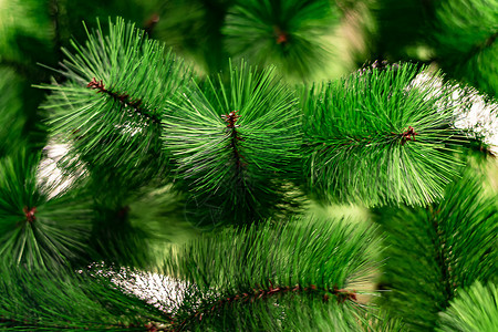 绿色圣诞云杉的分支 从前面的特写视图 背景散焦 小景深图片