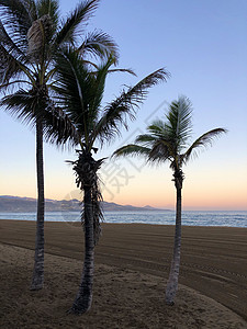 日出时 有三个椰枣树高清图片