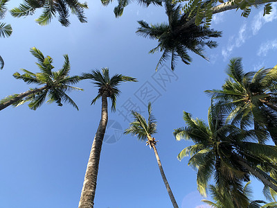 草木的棕榈树 旅游 假期 天空背景图片
