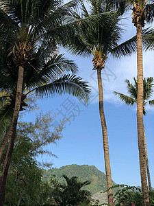 普吉上的棕榈树背景图片