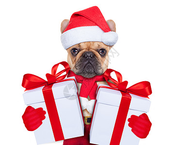 拿着横幅小狗圣诞狗 圣诞节 拳击手 快乐的 冬天 诺埃尔 天气 传统 礼物背景