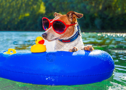 小充气的夏沙沙沙滩狗 夏天 幽默 游客 鸭子 海滩 棕褐色 太阳镜背景