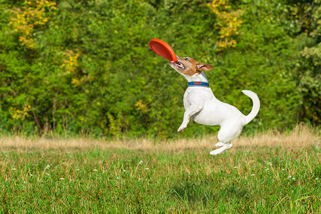 空气粘性飞盘养狗和玩狗的 快速地 球 动物 合身 小猎犬 火车背景