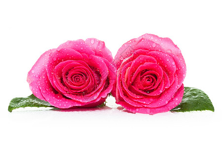 情人节升起 美丽的 礼物 花 花瓣 开花 浪漫 玫瑰图片