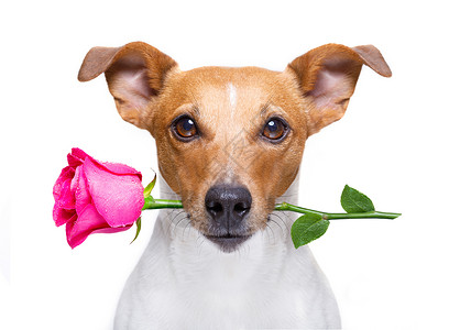 狗玫瑰带玫瑰的情人小狗 花的 花瓣 父亲节 花束 浪漫的 母亲节背景