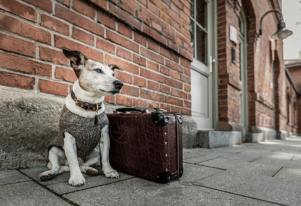 被遗弃和遗弃的狗 夏天 假期 手提箱 无助 行李图片