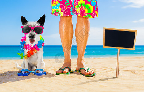 暑假和自养狗人 乐趣 朋友 贵宾犬 夏天 海洋 有趣的 人字拖背景