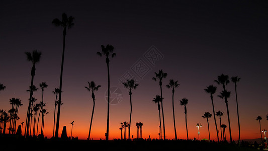 加州夏季黄昏暮色唯美 紫色戏剧性的日落 美国加利福尼亚州洛杉矶圣塔莫尼卡太平洋度假胜地著名威尼斯海滩上的棕榈树标志性轮廓 大气日背景图片