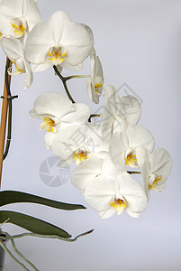 浅色背景上的白色兰花 白色的花 植物 绿色的 美丽的背景图片