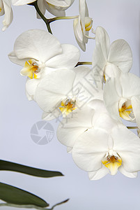 浅色背景上的白色兰花 白色的花 植物群 季节 花的背景图片