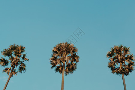 景甜清晰妆扮日落天空耀斑和散景自然中的热带棕榈椰子树 岛背景