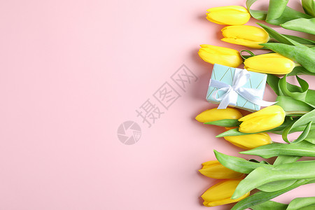 美丽的黄黄色新郁金香 配有彩色背景的礼物 开花 植物背景图片