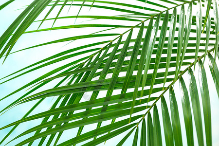 美丽的棕榈叶在浅色背景特写上 异国情调的计划 自然 海滩背景图片