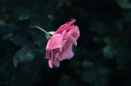 花园中美丽的玫瑰花朵 天空 绽放 植物群 花园玫瑰 玫瑰花园图片