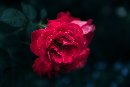 花园中美丽的玫瑰花朵 浪漫的 墙纸 盛开的玫瑰 绽放图片