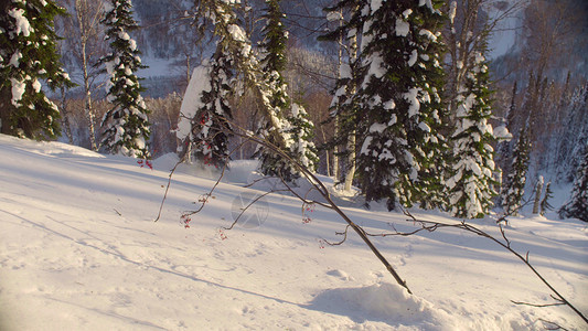 西伯利亚冬季森林图片