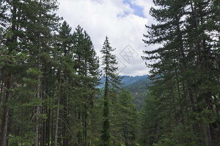 品杜斯山脉希腊爱奥尼亚尼纳州伊皮鲁斯的黑松树自然景观 天 树木背景